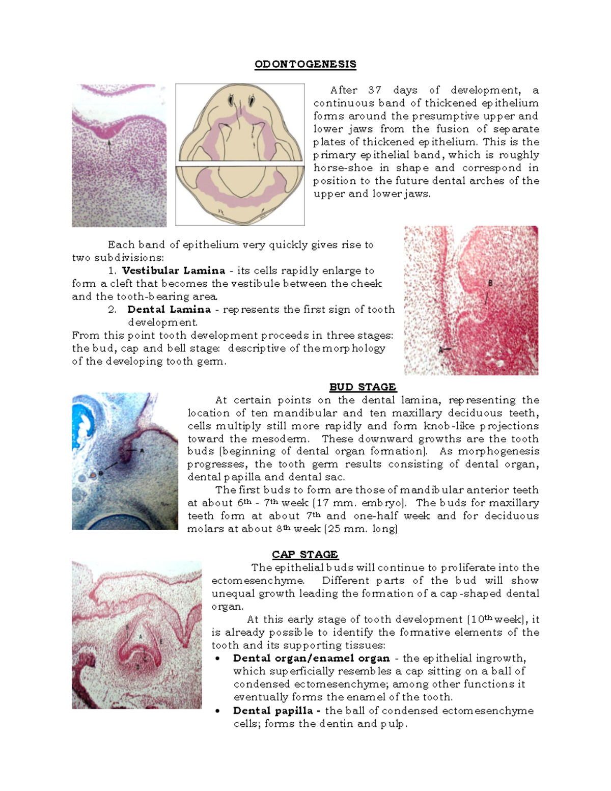 Odontogenesis: Overview of Tooth Development Stages and Mechanisms ...