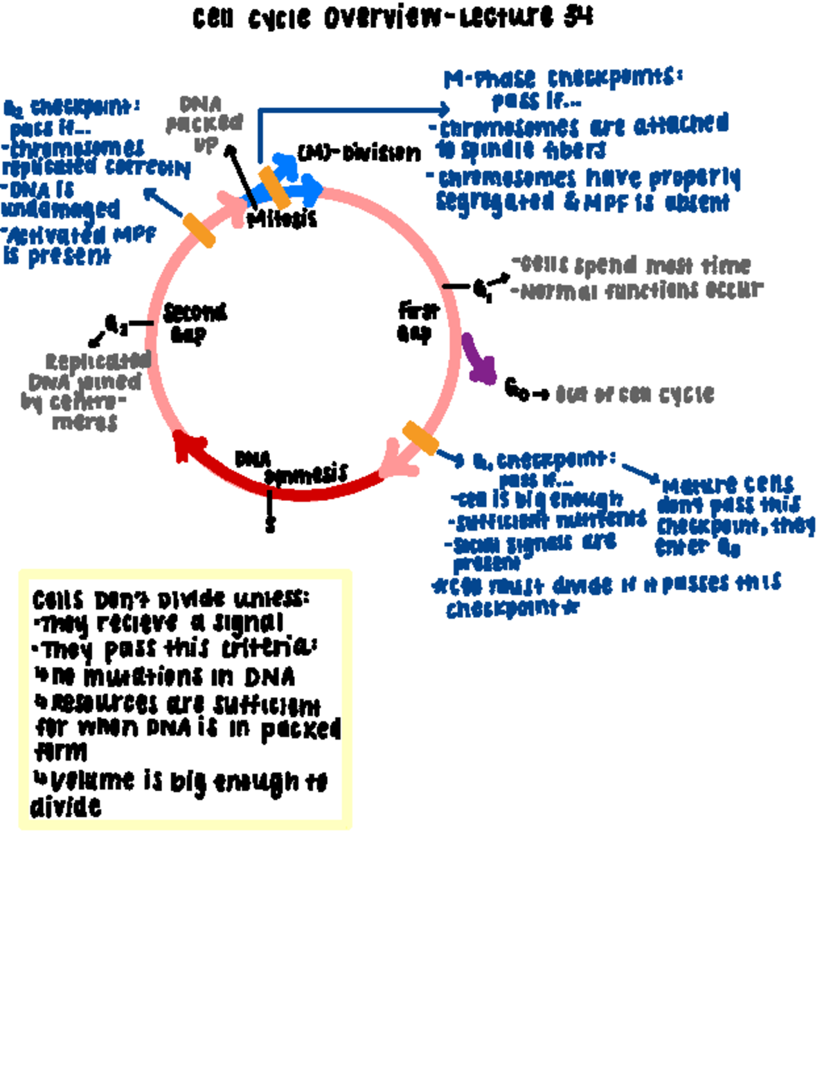 Cell Cycle Overview - Lecture 34 Notes - Studocu