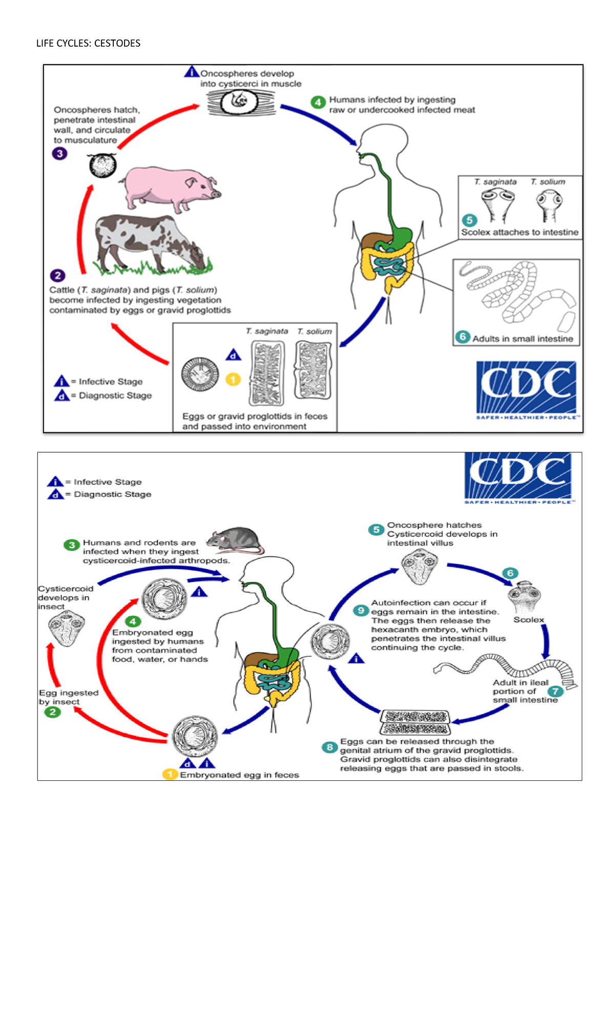 LIFE Cycle Cestodes - Summary Medical Laboratory Science - LIFE CYCLES ...