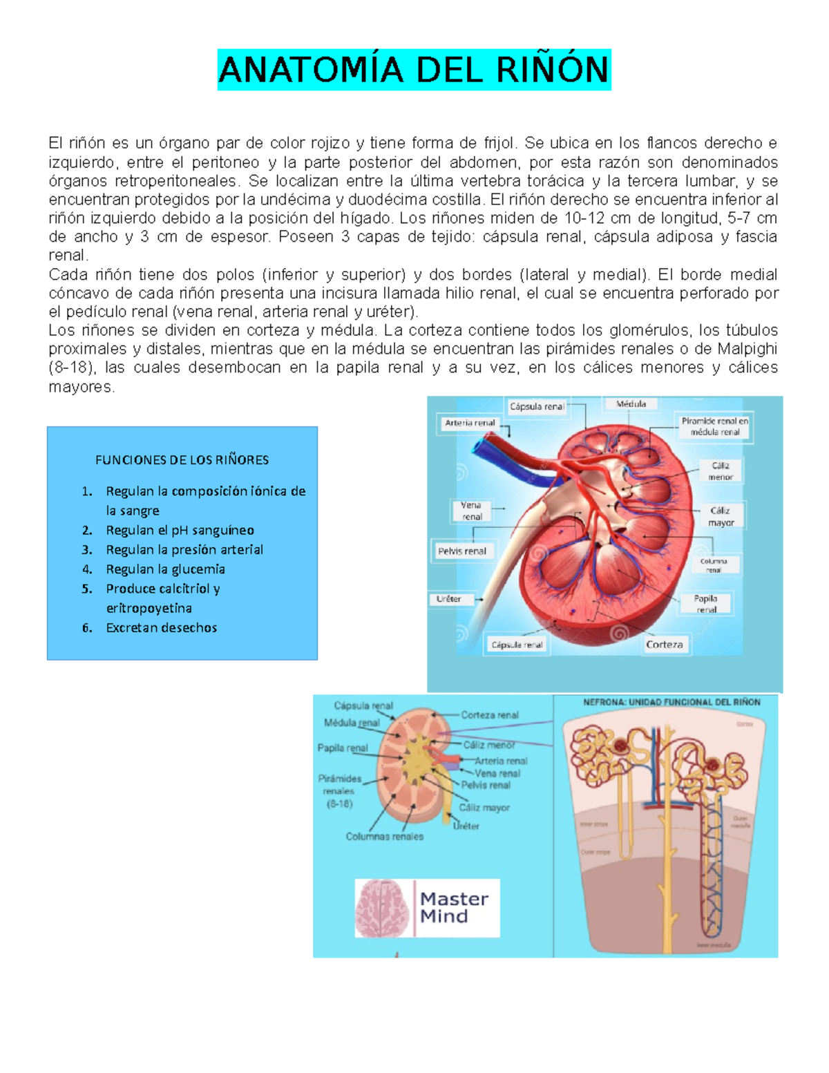 Partes Del Riñon Y Sus Funciones
