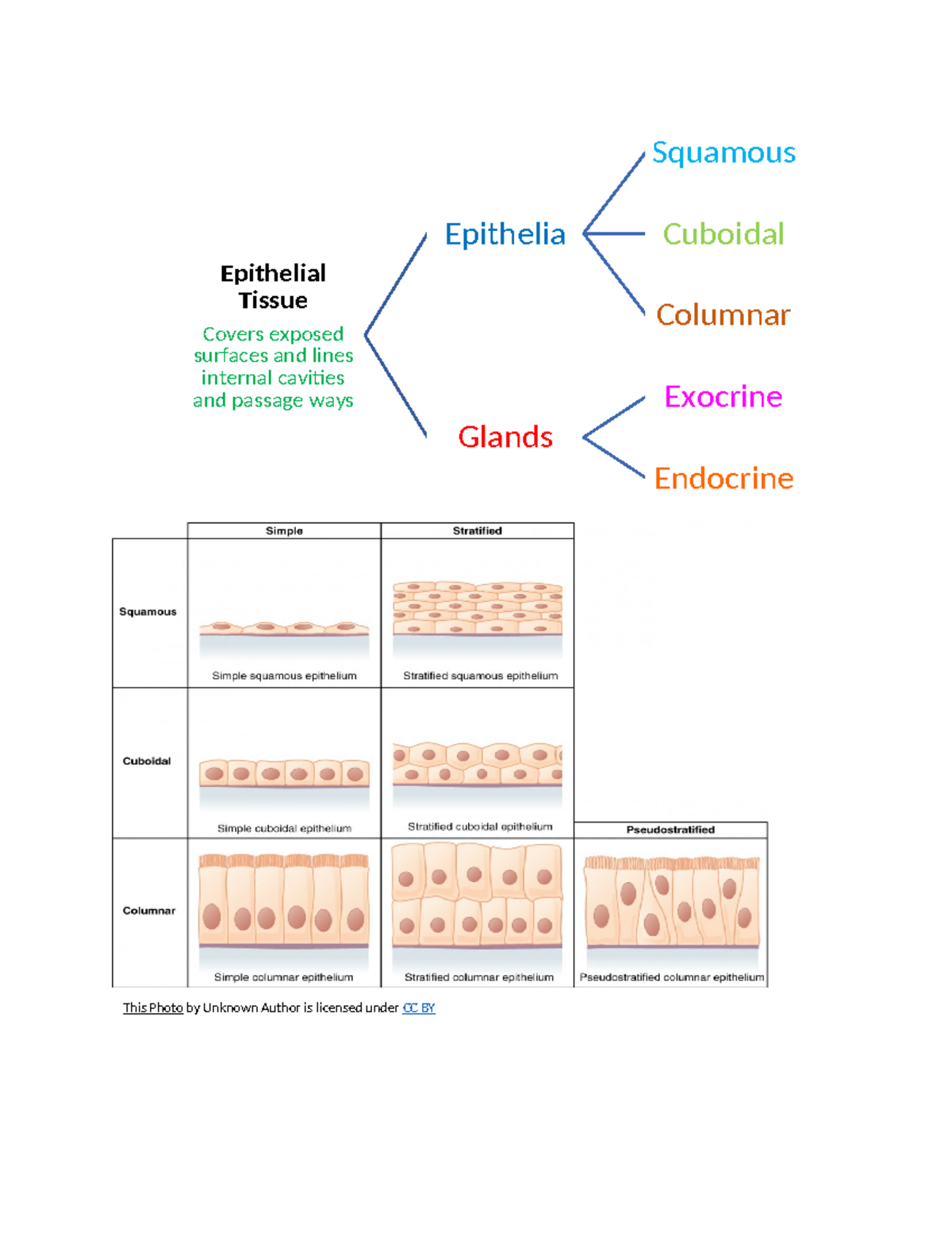Epithelial Tissue Overview: Types, Functions, and Characteristics - Studocu