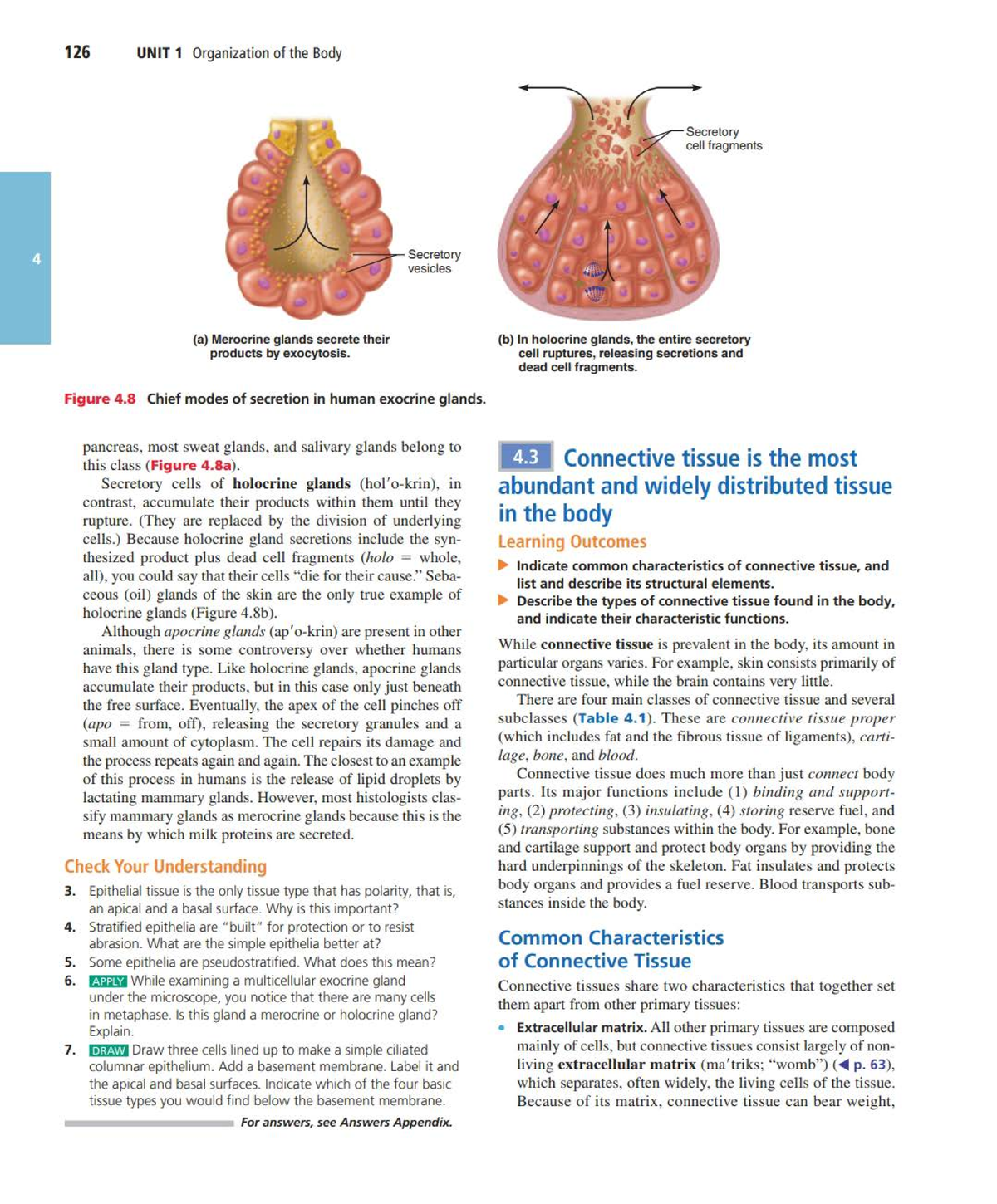 Connective Tissue Proper: Overview of Types, Functions, and Structures ...
