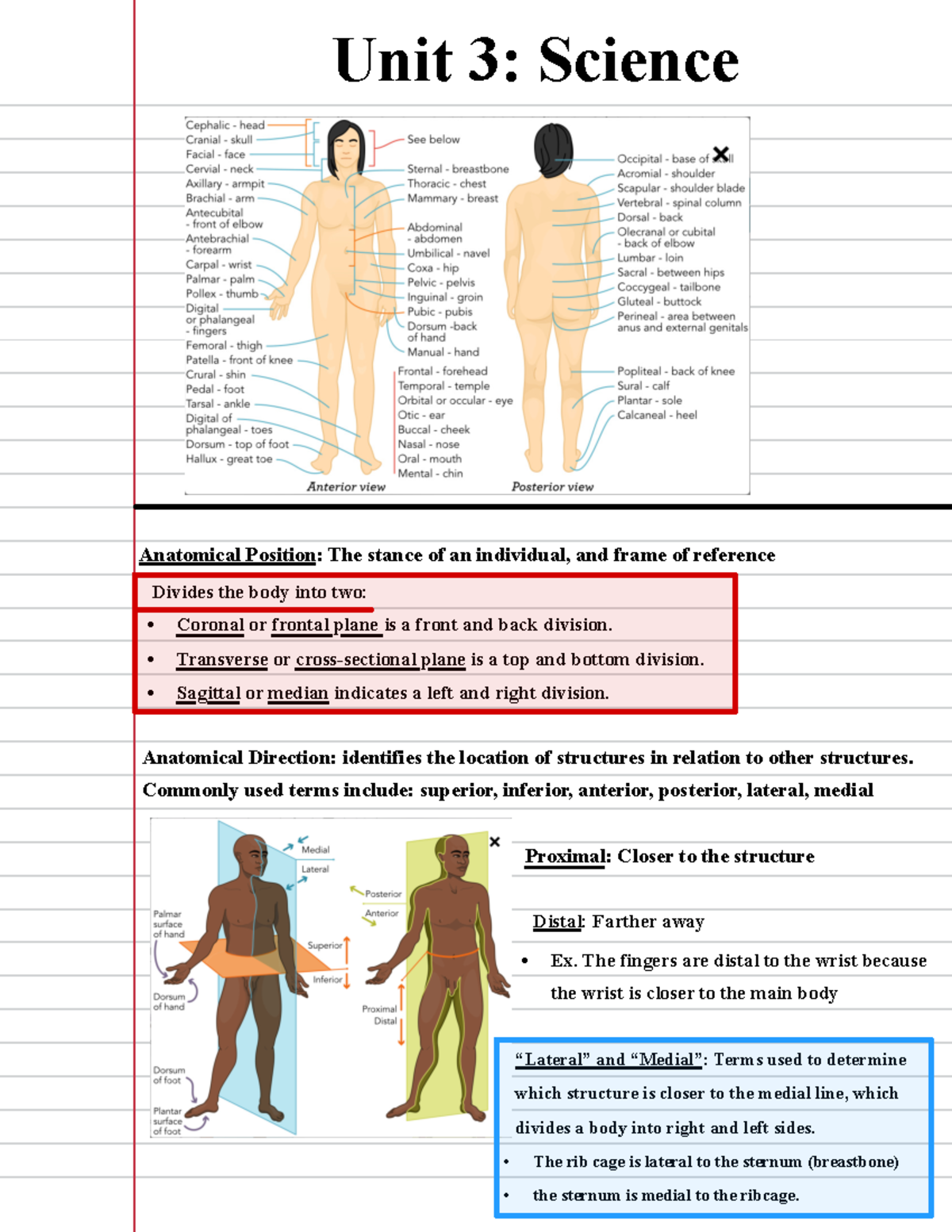 Unit 3 Science Study Guide: Key Concepts and Definitions - Anatomical ...