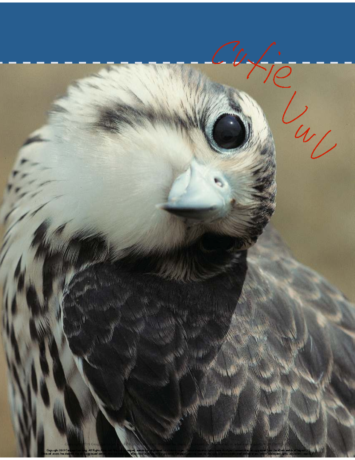 Biopsy Chapter 5: Visual Perception and Processing in Biological ...