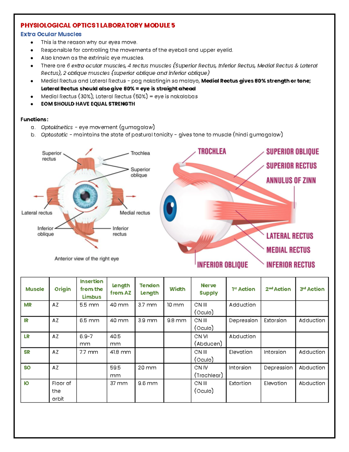 Extraocular Muscles Of Eye Ppt