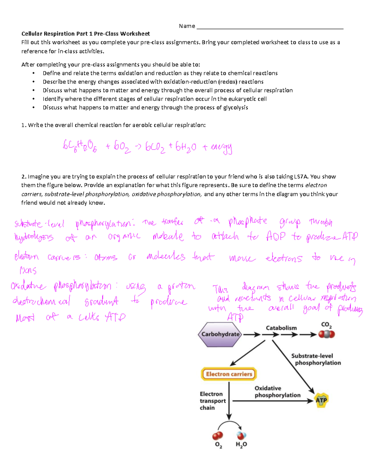 Week 3b Cellular Respiration 1 Pre-Class Worksheet & Guide - Studocu