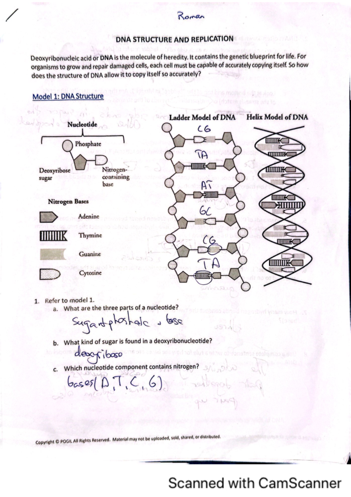 Biology 1 - completed worksheet - Roman DNA STRUCTURE AND REPLICATION ...