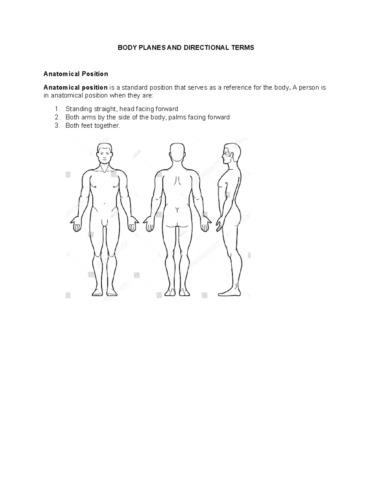 BODY PLANES & Directional Terms: Key Concepts & Anatomical Position ...