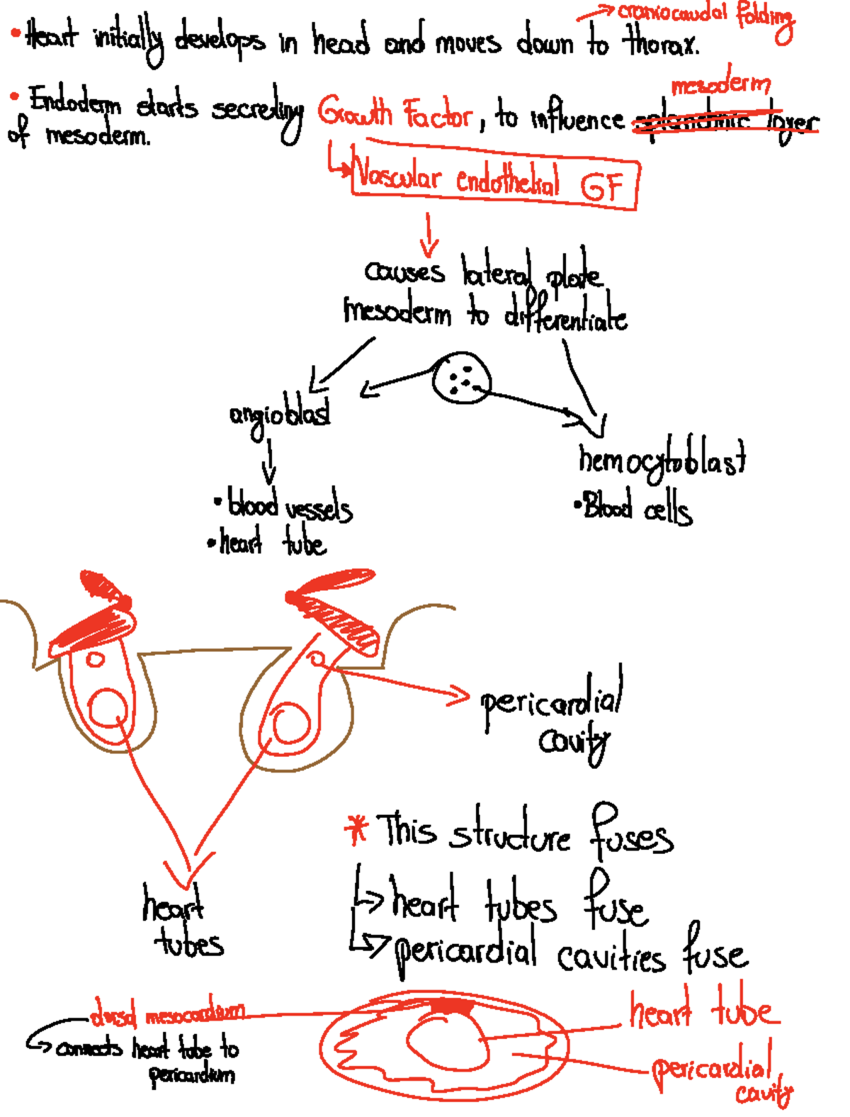Formation of Heart - detailed notes - Heart initially develops in head ...