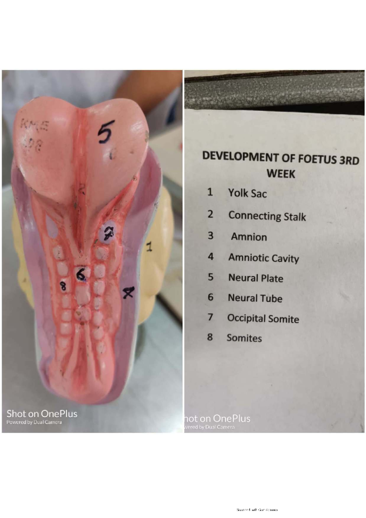 Embryology Notes: Development of Foetus and Key Structures (Course Code ...
