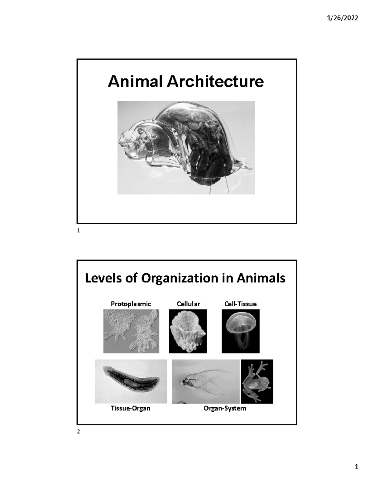Lecture Notes: Animal Architecture and Body Plans - Studocu