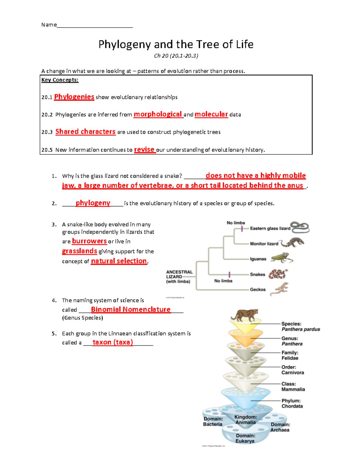 Ch 20 Key Concepts on Phylogeny & Tree of Life: Evolutionary ...