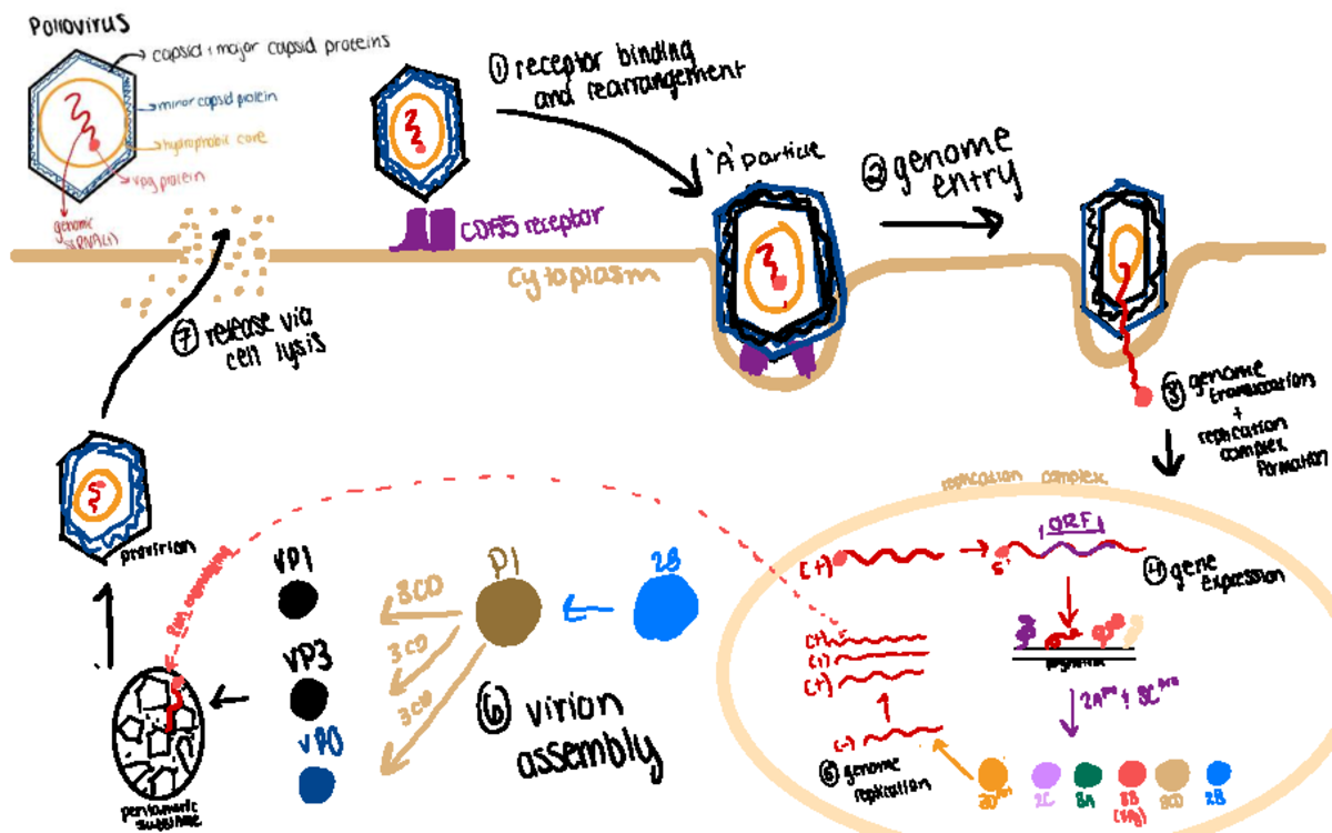 LIFE Cycle - BLG151 - ① receptor binding and rearrangement A particl ...
