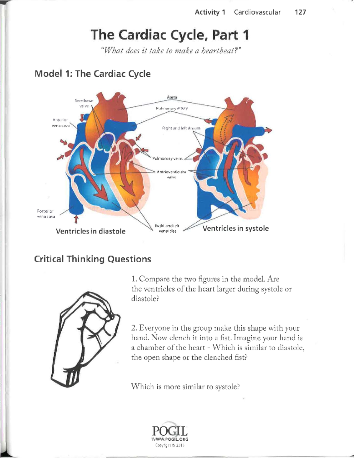 Pogil Activity 1: The Cardiac Cycle - Understanding Heart Function ...