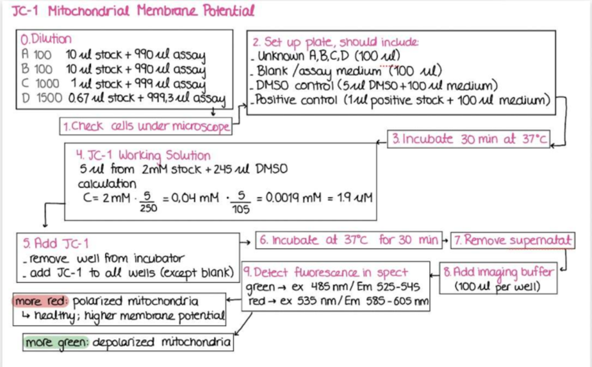 Mitochondrial Membrane Potential Assay Flowchart - Studocu
