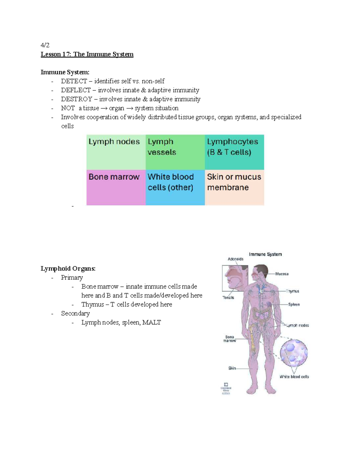 BIOL 1106 Final Exam Notes: Understanding the Immune System - Studocu