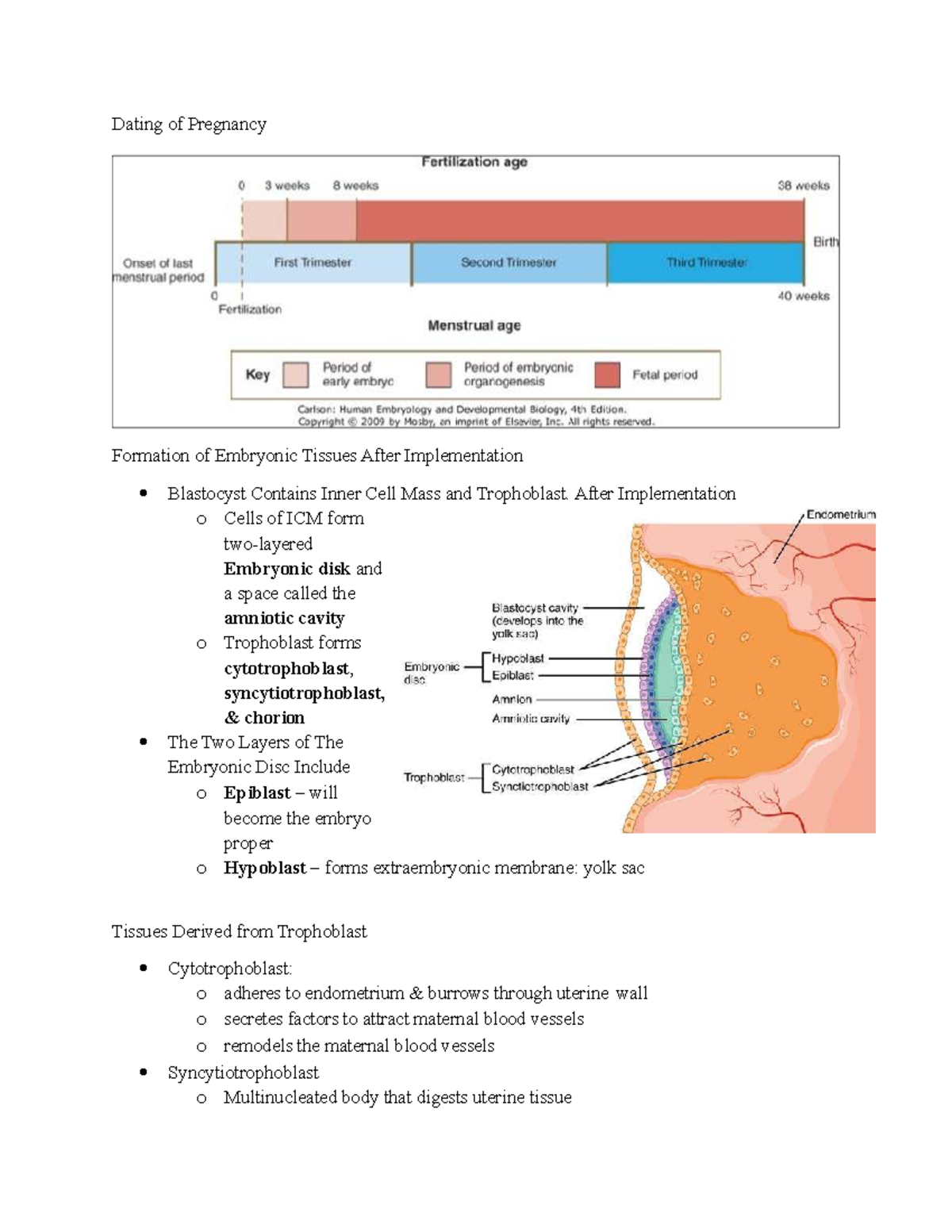 Health 310 Midterm 2: Embryonic Development and Teratology Insights ...