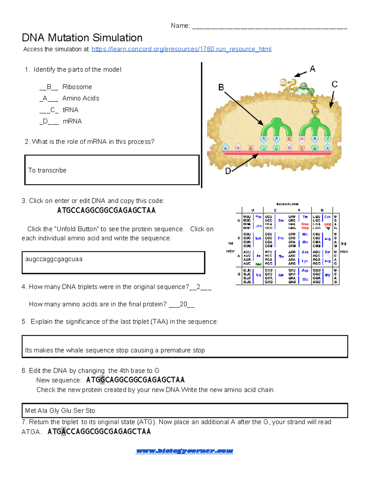 DNA Mutation Simulation Worksheet: Understanding mRNA and Protein ...