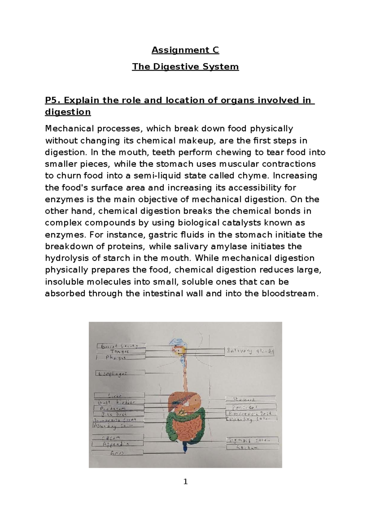 The Digestive System: Assignment C Overview and Organ Functions - Studocu