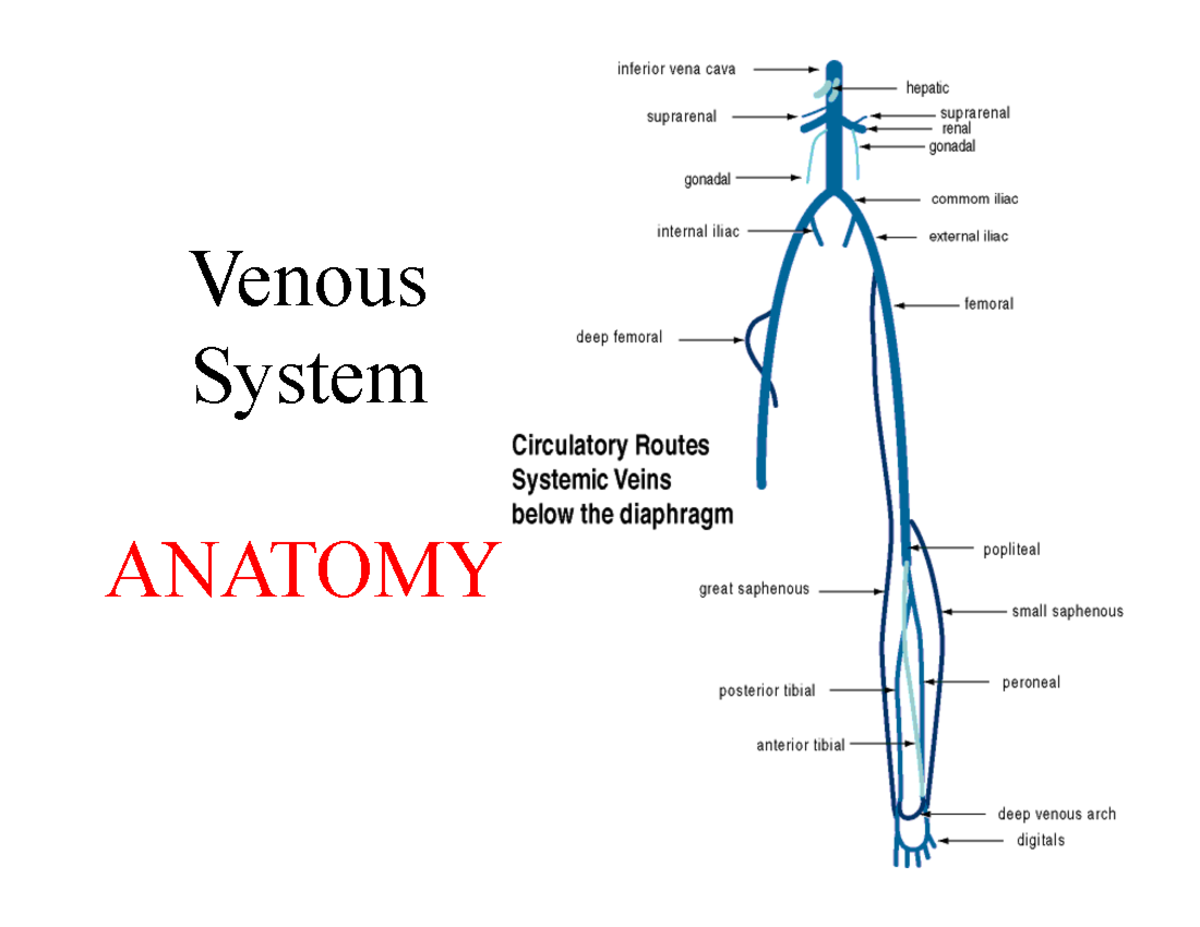 Lec 1: Venous System Anatomy Notes - Studocu