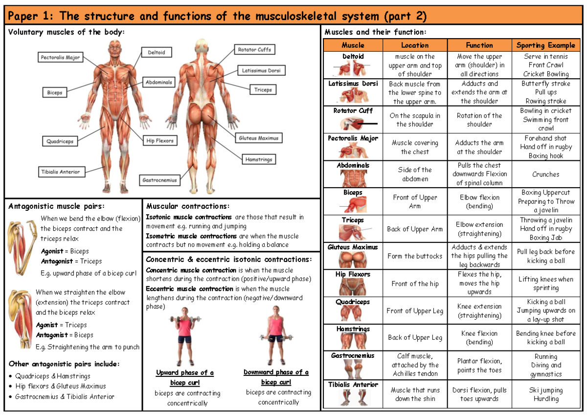02musculoskeletalsystempart 2 - Other antagonistic pairs include ...
