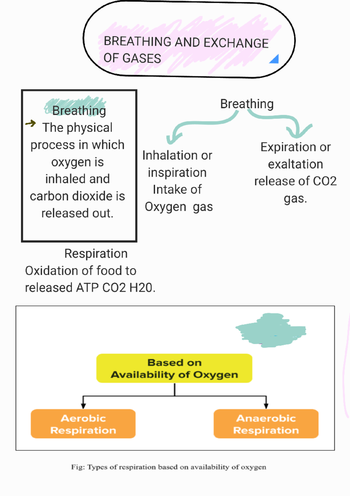Breathing exchange of gases - BREATHING AND EXCHANGE OF GASES Breathing ...