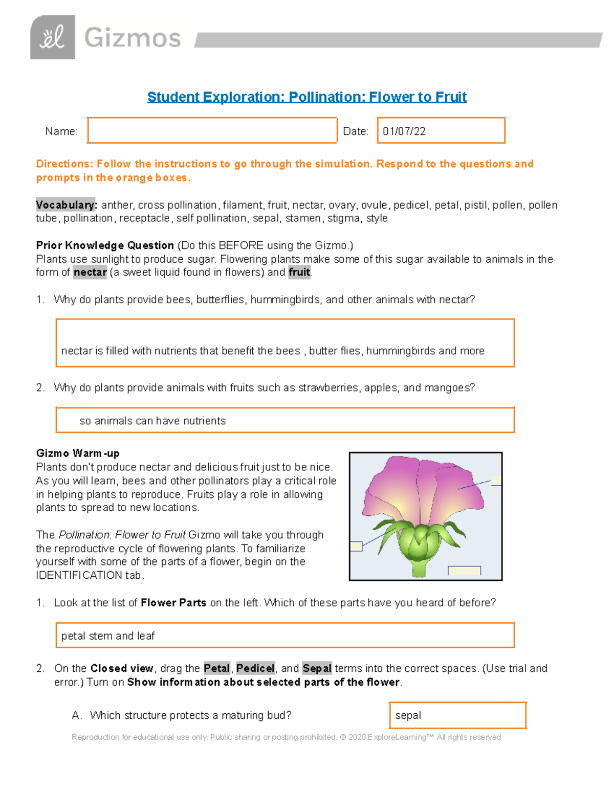 Pollination Exploration: Gizmos Lab - From Flower to Fruit - Studocu