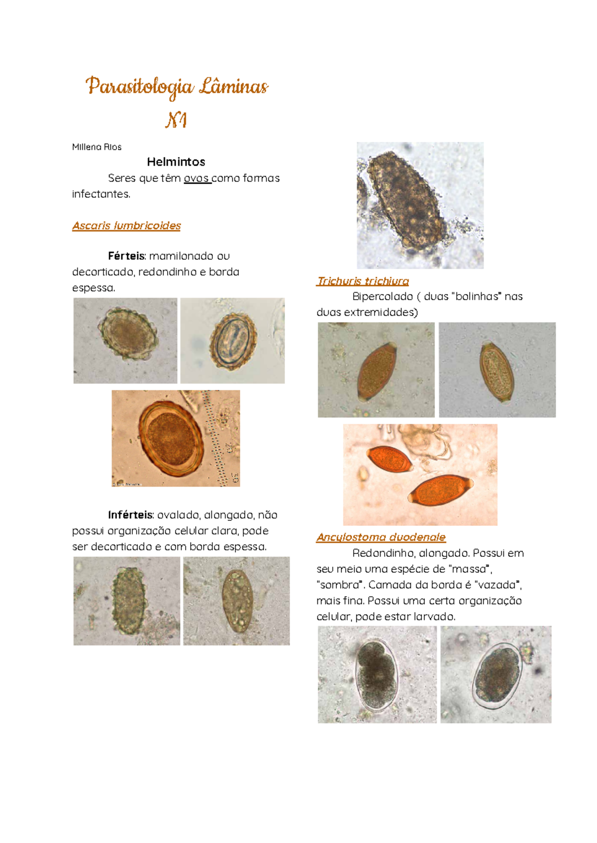 Parasitologia Lâminas de Helmintos e Amebas - N1 - Studocu