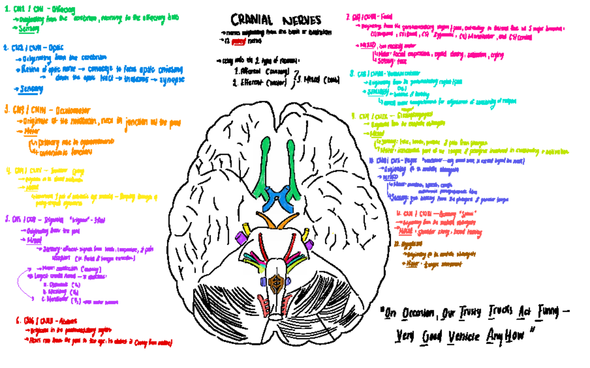 Cranial Nerves Overview: Key Functions and Origins - Studocu
