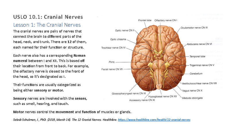 USLO 10.1: Overview of Cranial Nerves and Their Functions - Studocu
