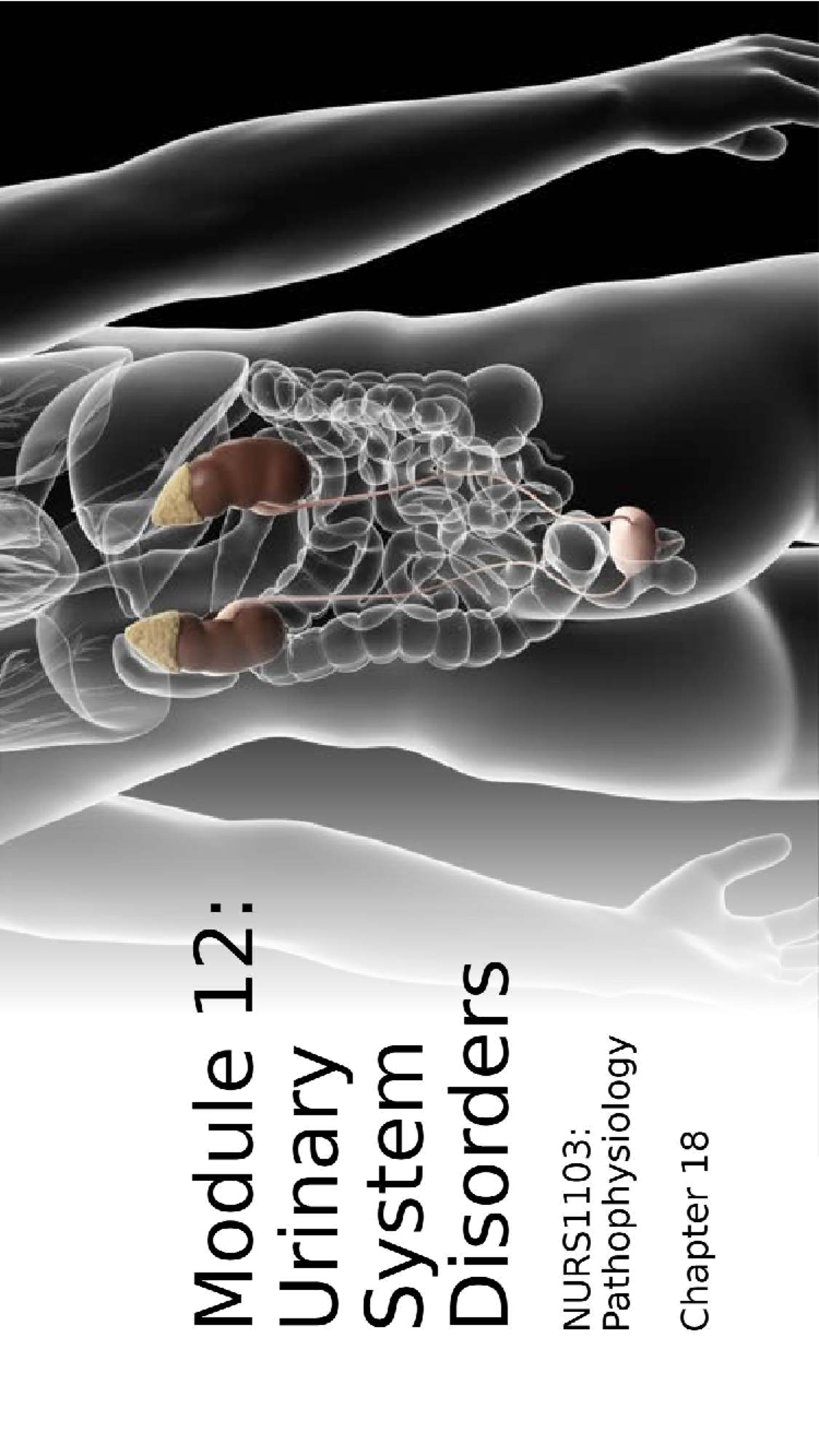 NURS1103: Urinary System Disorders - Chapter 18 - Studocu