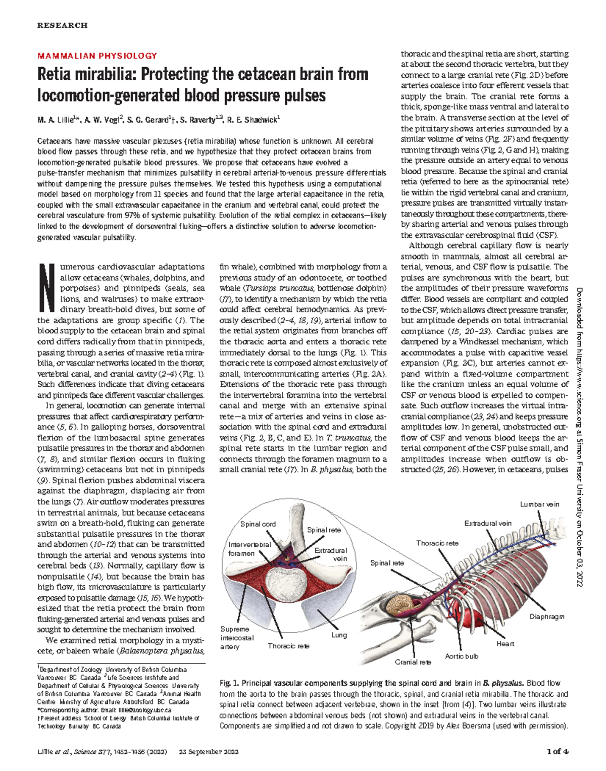Retia Mirabilia: A Mechanism for Protecting Cetacean Cerebral Blood ...