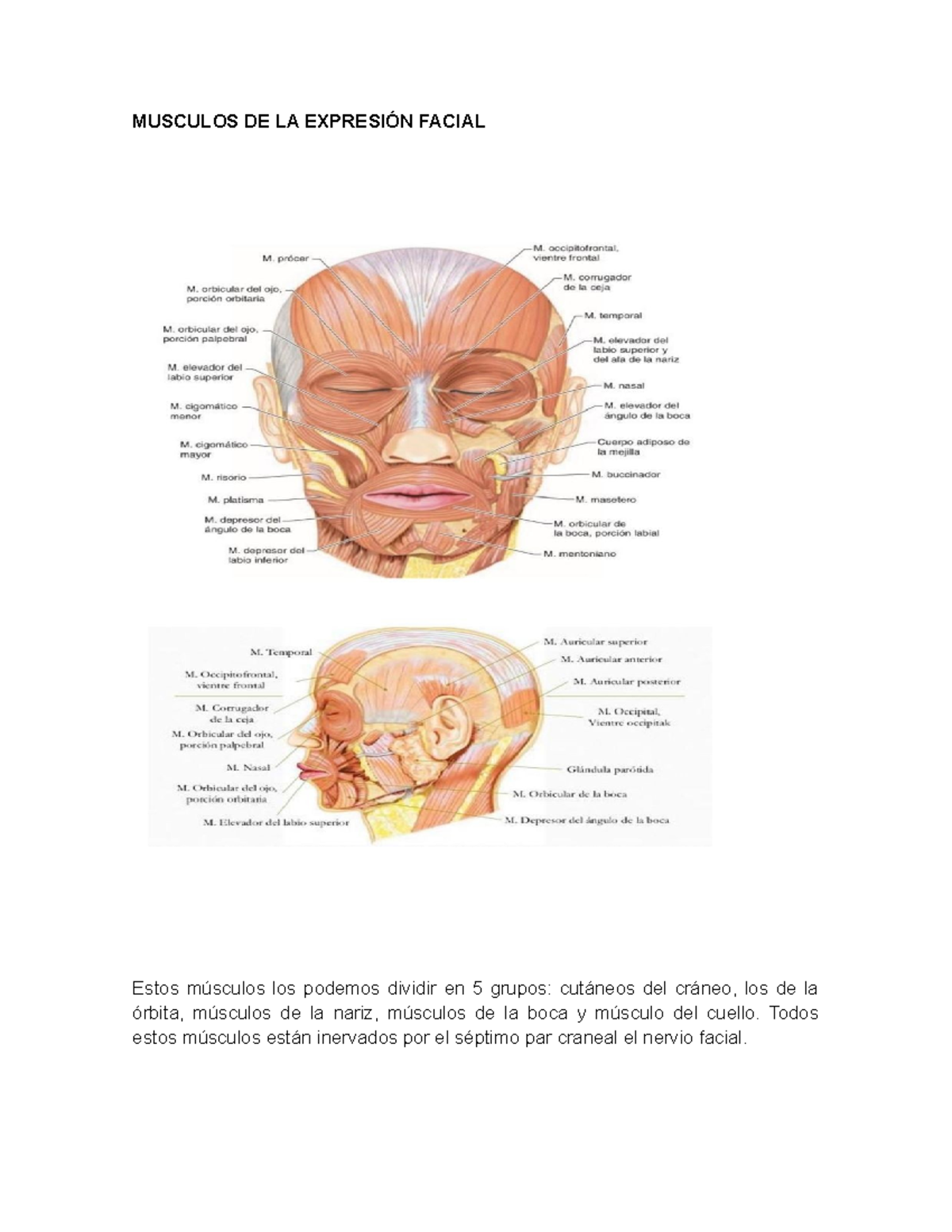 Miología de la cabeza: Músculos de la Expresión Facial y Masticación -  Studocu, image size:1200x1553