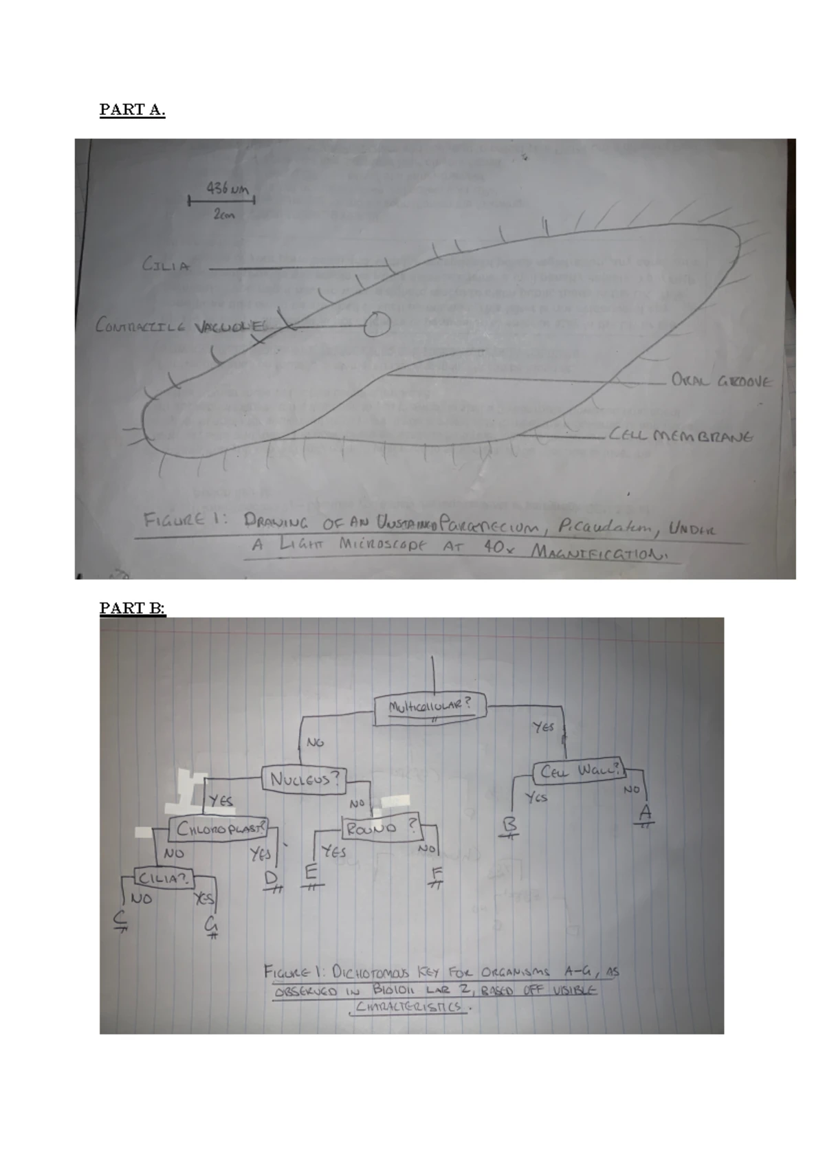 PEPPERED MOTH LAB INSTRUCTIONS & DATA SHEET - Studocu