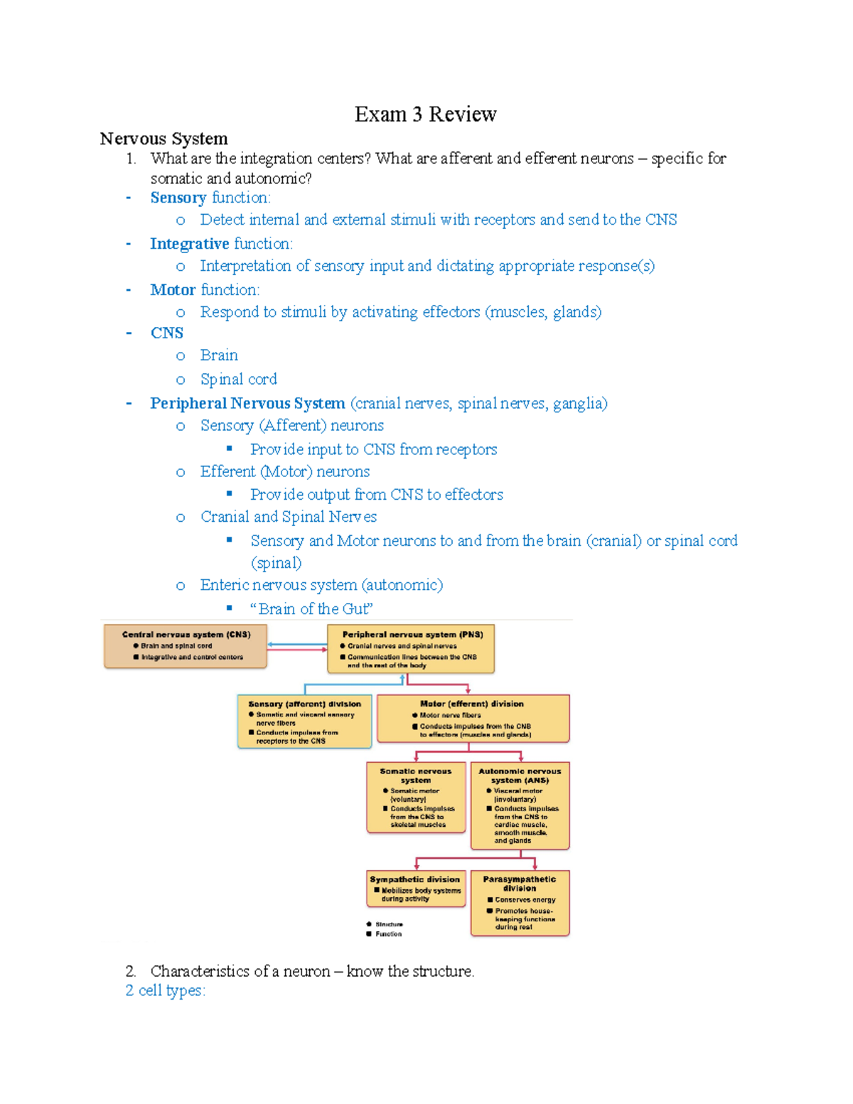 Exam 3 Review - Notes for exam 3 - Exam 3 Review Nervous System What ...