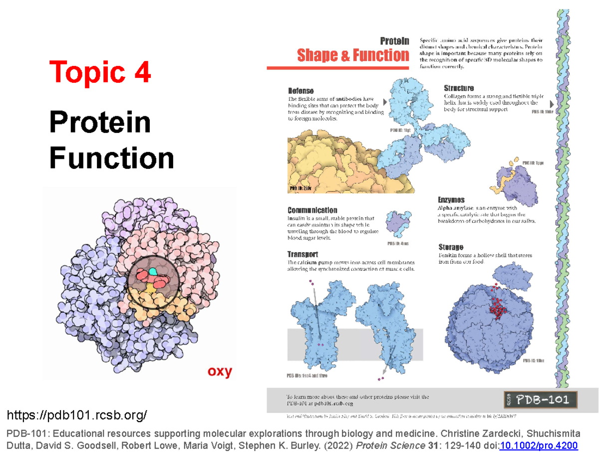 Bio Chem Topic 4 - Lecture Notes and Slides - Protein Function Topic 4 ...