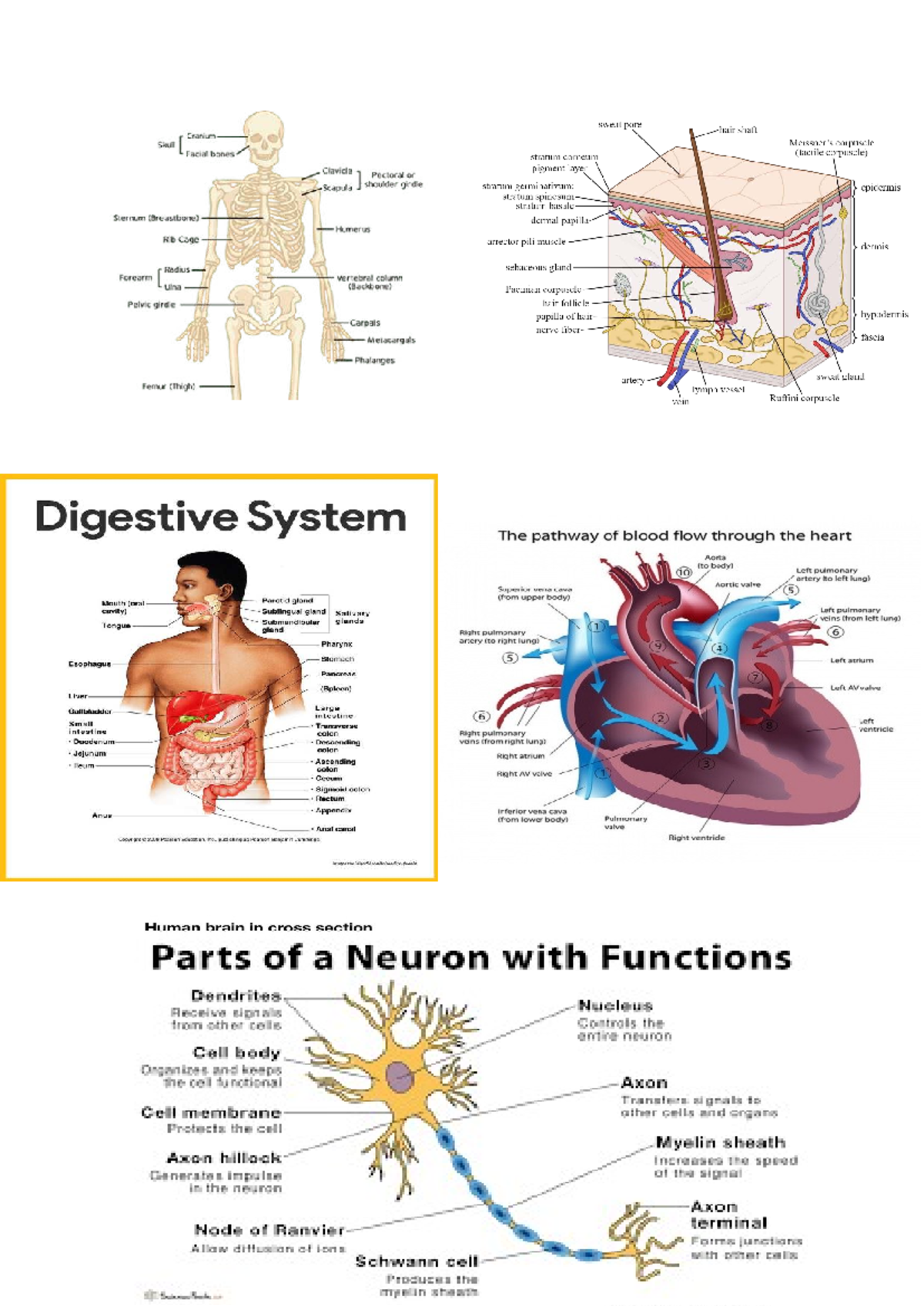 Human Anatomy and Physiology: Structures and Functions Overview - Studocu