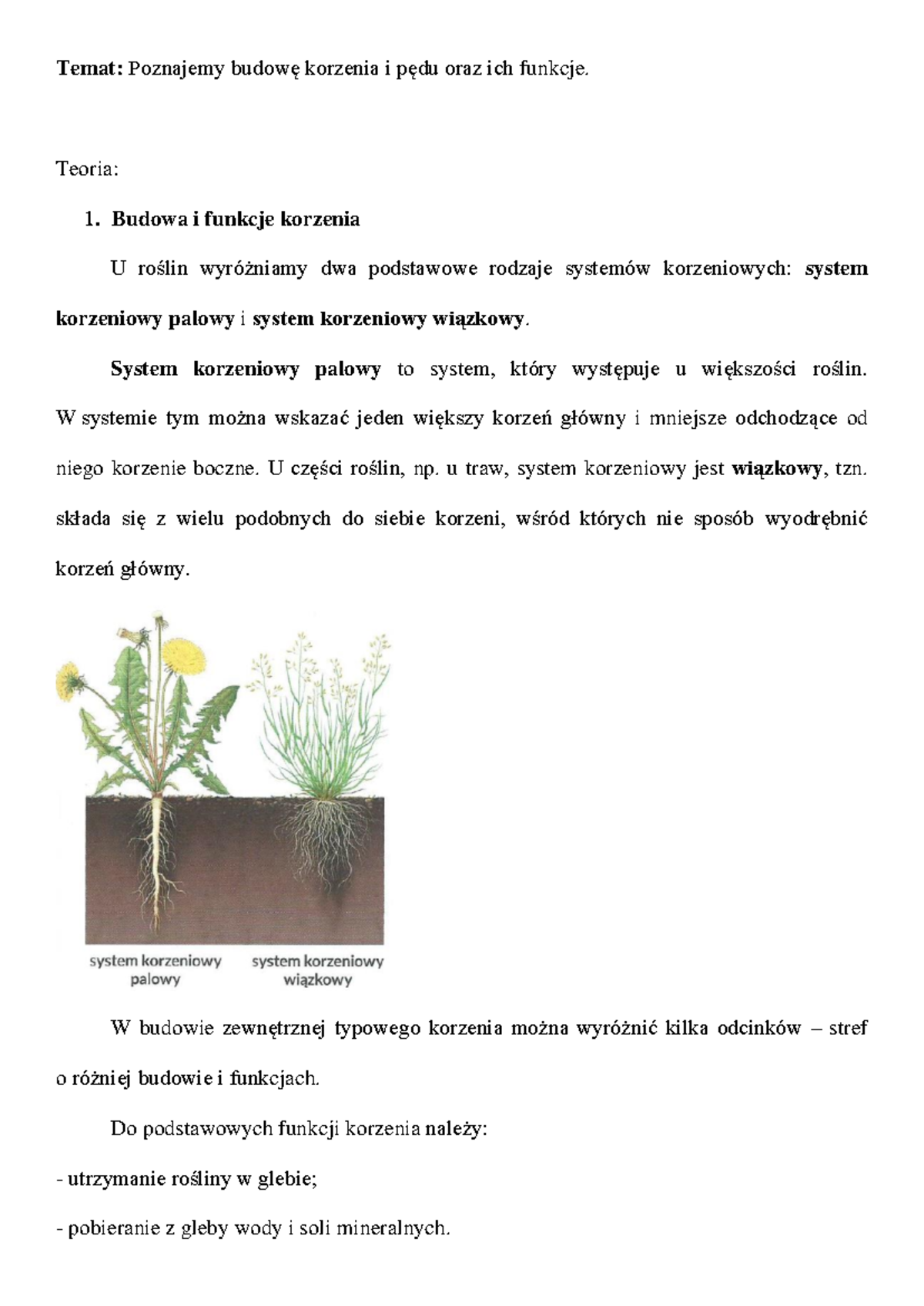 Sprawdzian Z Biologii 2 Liceum Budowa Korzenia
