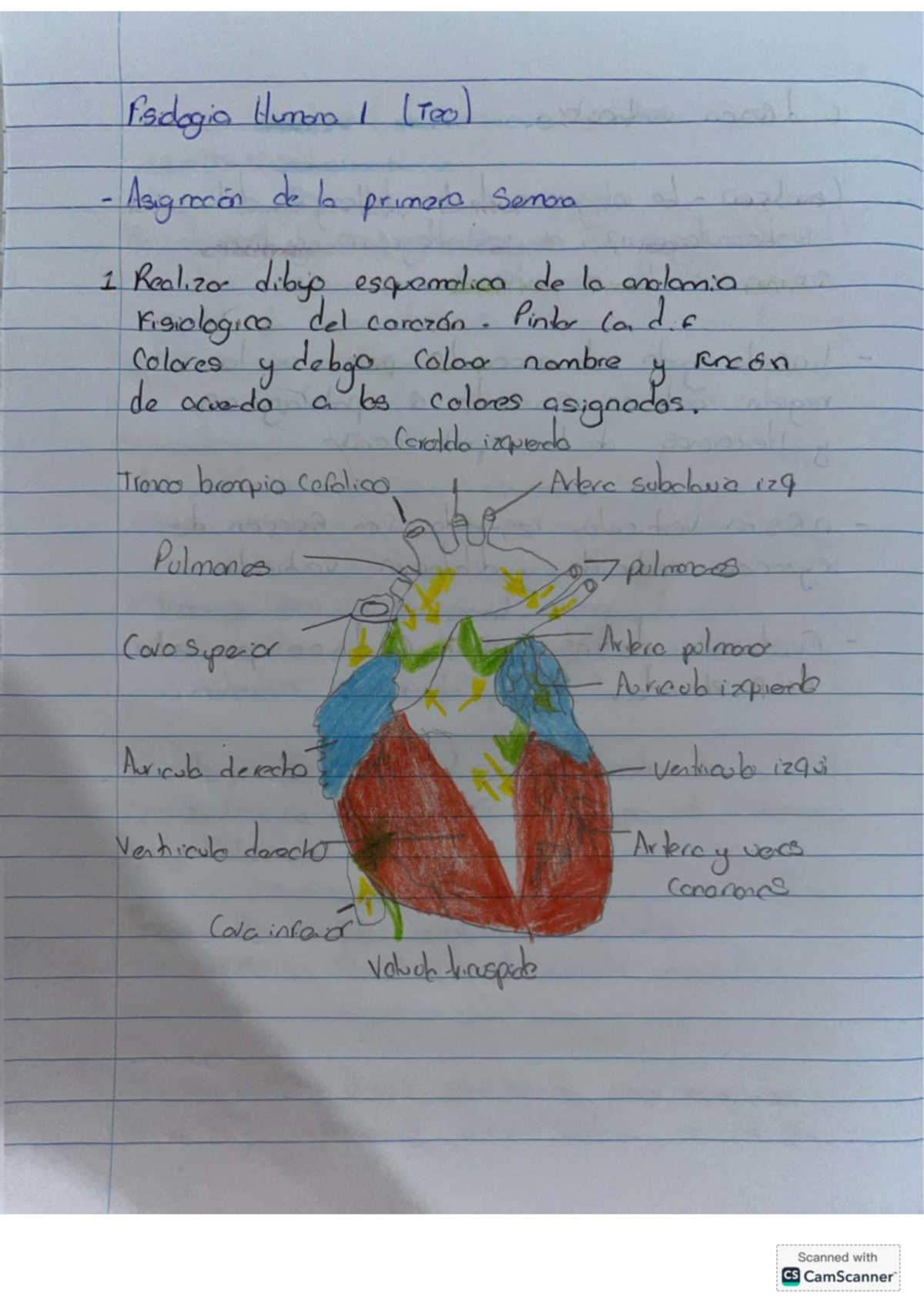 Segunda Tarea de Fisiología Humana 1: Esquema y Análisis del Corazón ...
