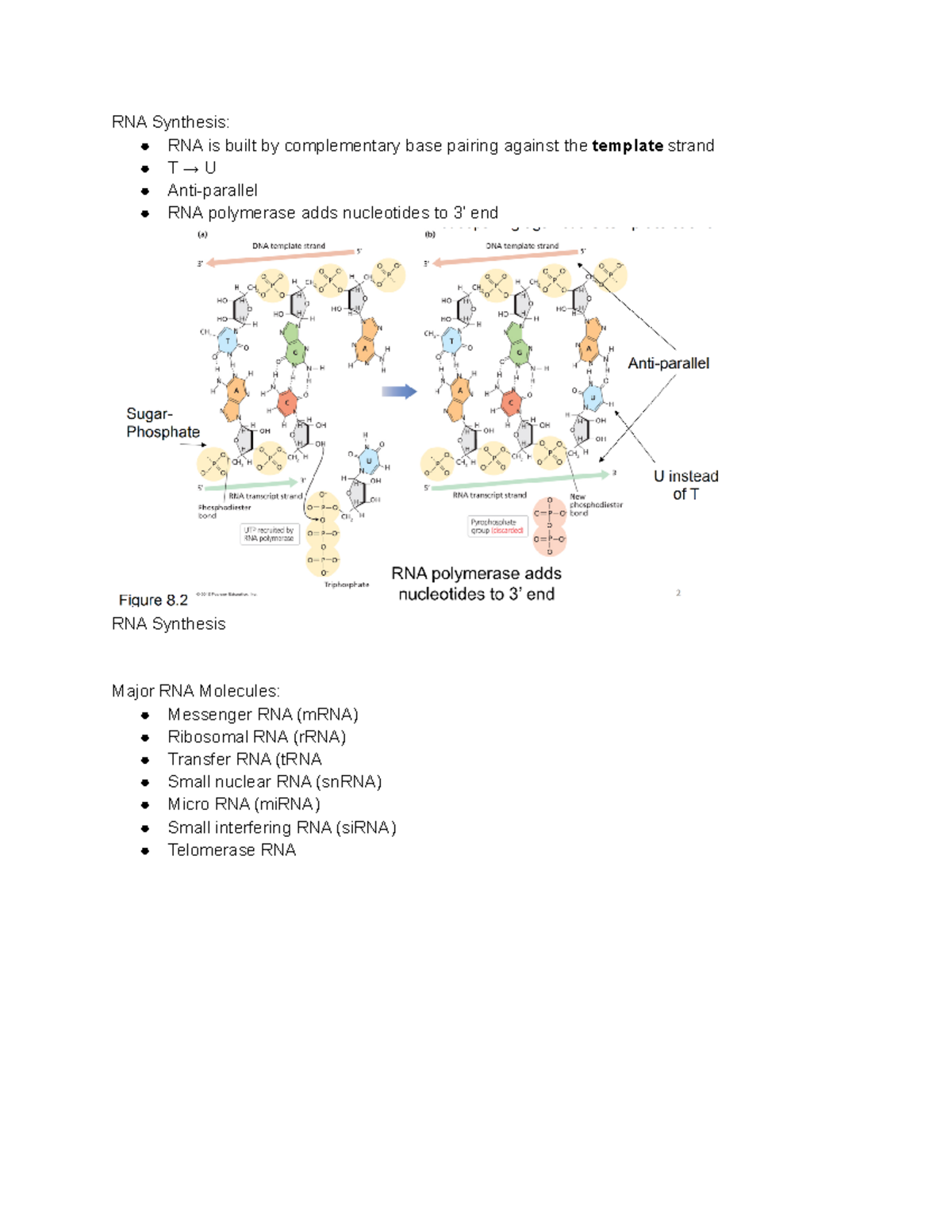 Chapter 8 - RNA Transcription and Processing Overview - Studocu