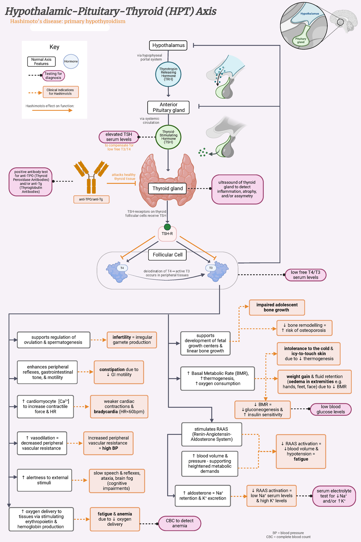 HPT Axis Overview: Hashimoto's Disease Study Notes (Biology 101) - Studocu