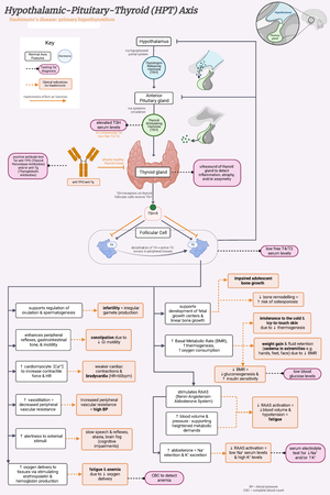 AT1a: PCOS Flowchart - ANOVULATION HYPERANDROGENISM POLYCYSTIC OVARIES ...