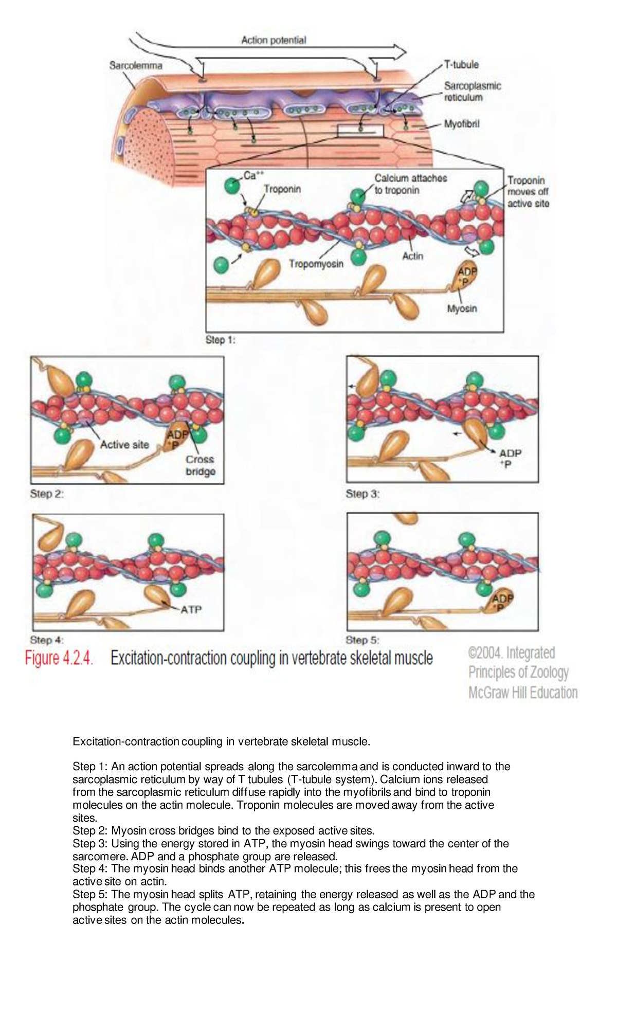 GEN Biology QUIZ Azzignment 1 - Excitation-contraction coupling in ...