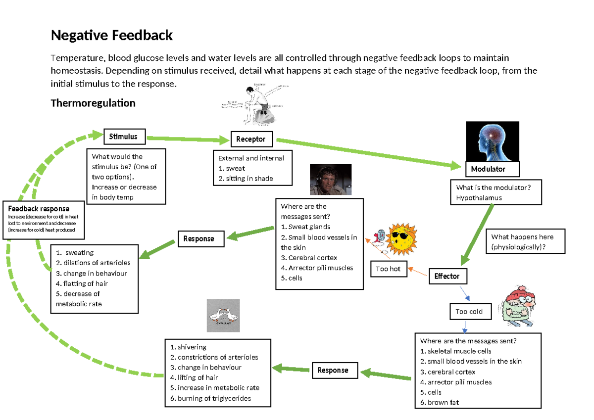 Negative Feedback Mechanisms in Homeostasis: Activity Sheet - Studocu