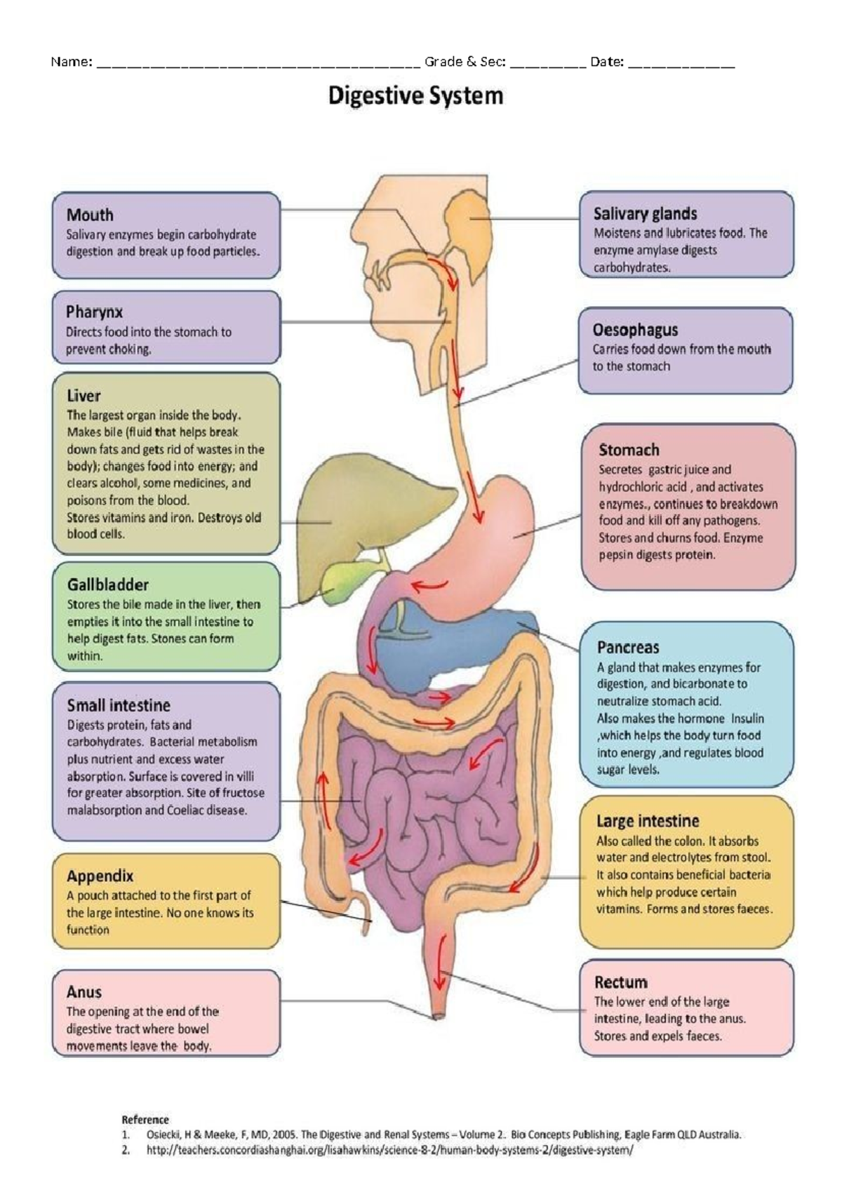 Digestive System Overview: Parts & Functions (BIO101) - Studocu