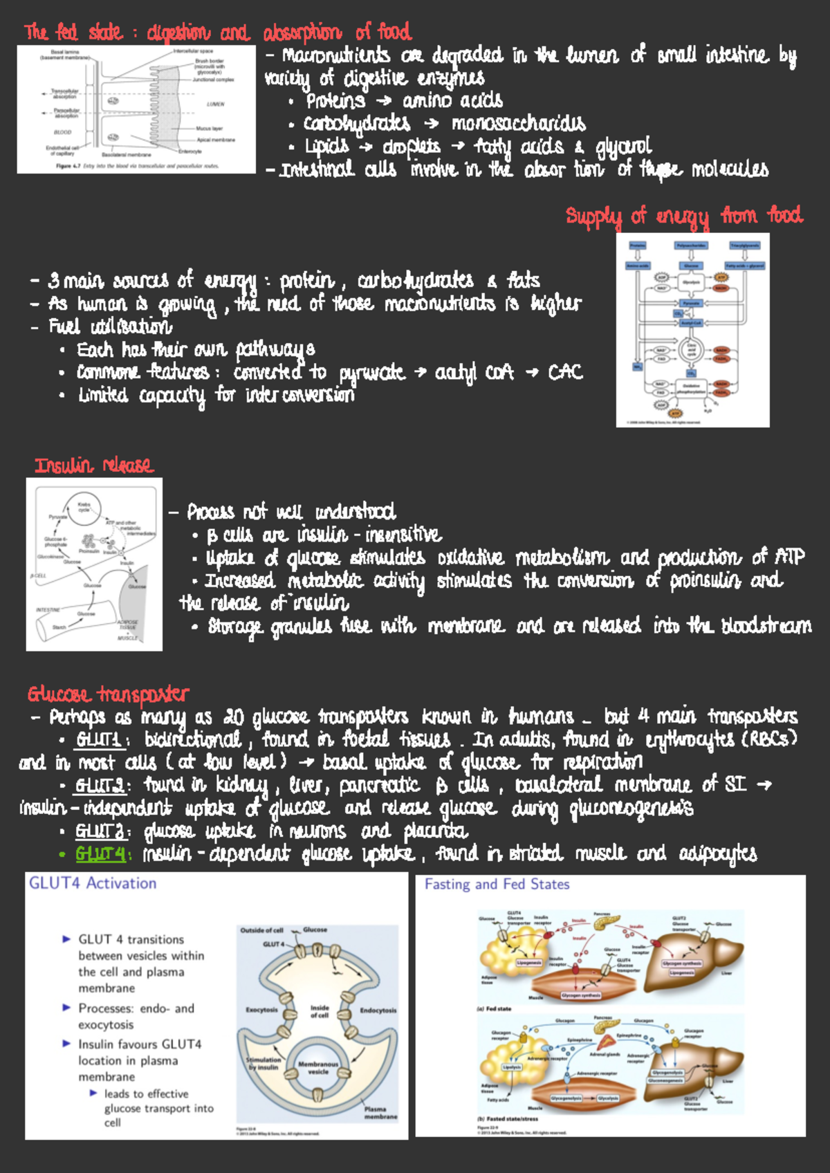 Insulin and Glucose Metabolism: Key Processes and Transporters - Studocu