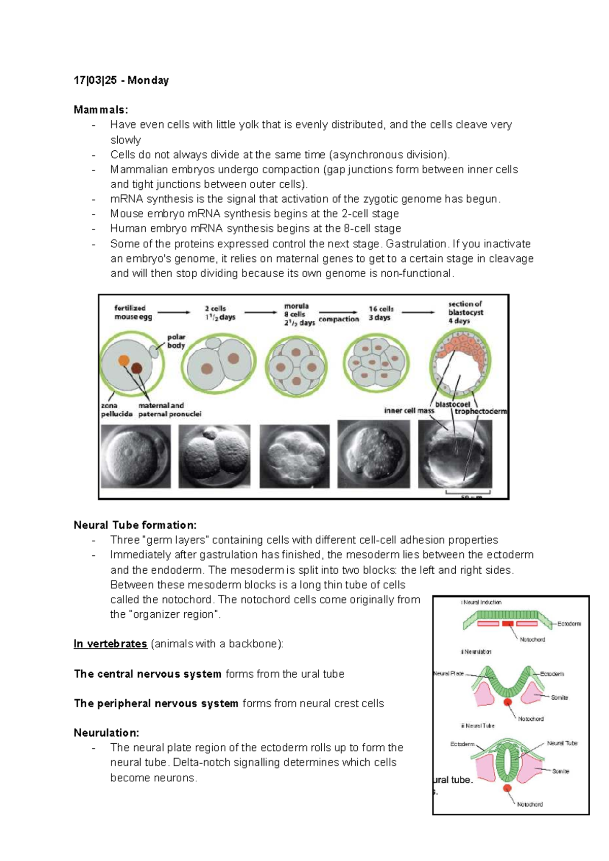 Week 4 - Embryonic Development and Cell Differentiation Notes - Studocu