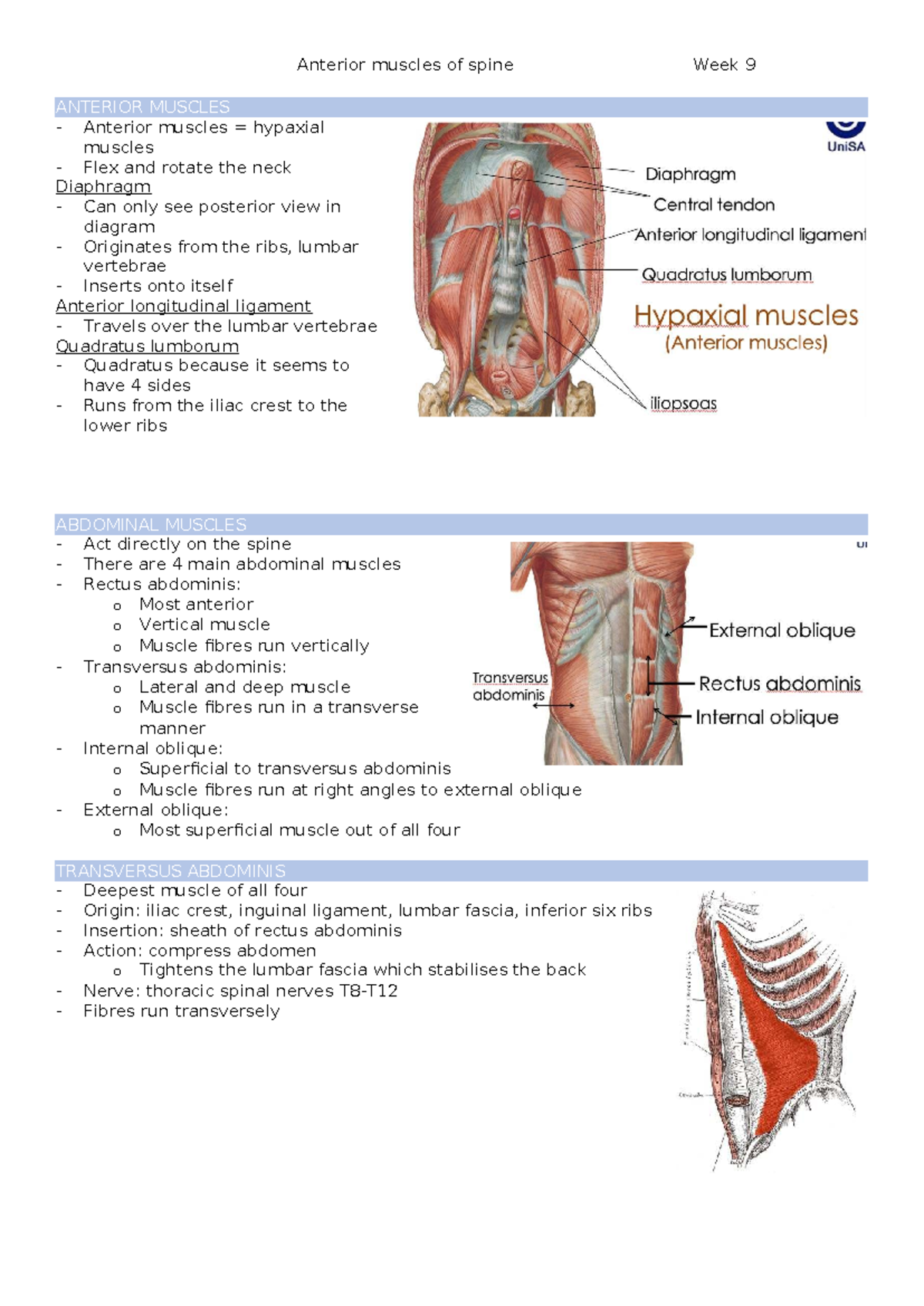 Anterior Muscles of the Spine: Week 9 Lecture Notes - Studocu