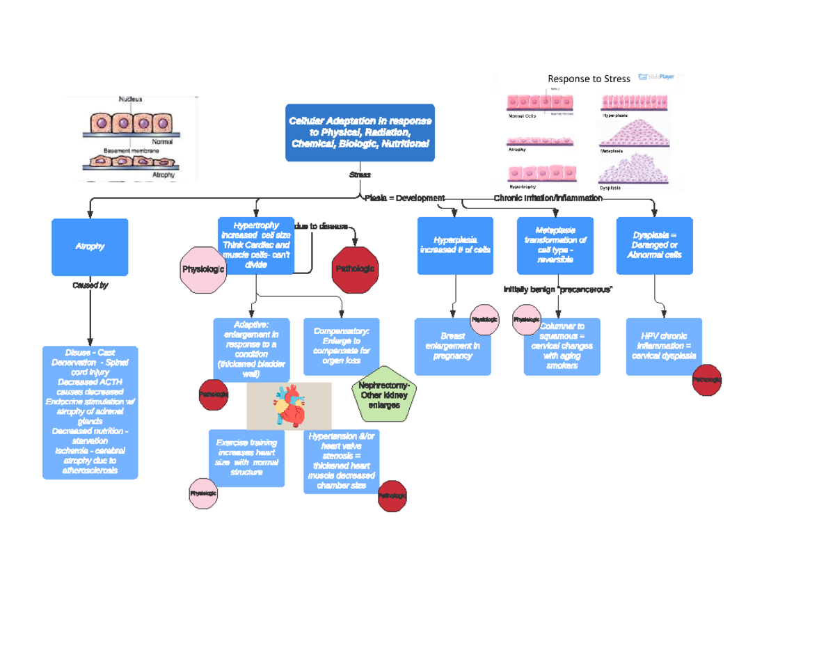 Concept Map - Chapter 3 - Cellular Adaptation Mechanisms - Studocu