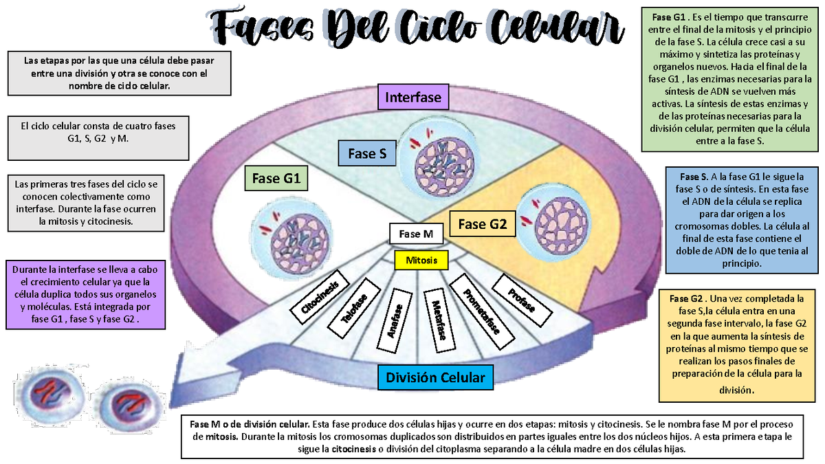 Fases del Ciclo Celular y Mitosis: Un Estudio Completo - Document Preview